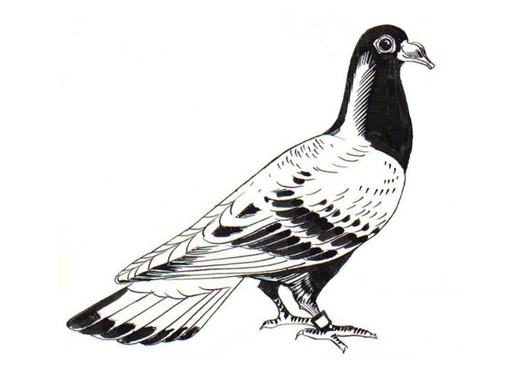 Coloring page pigeon