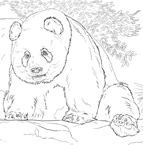 Giant panda coloring page free printable coloring pages