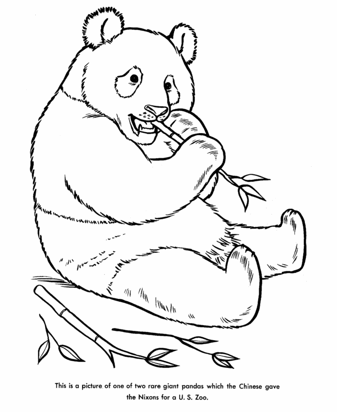 Zoo animal coloring pages panda bear coloring page and kids activity sheet