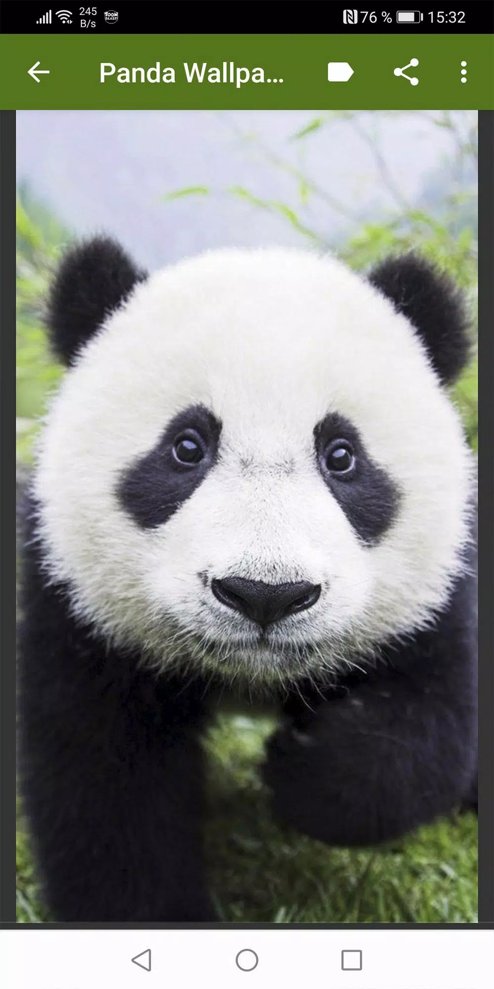 Panda wallpapers apk for android download