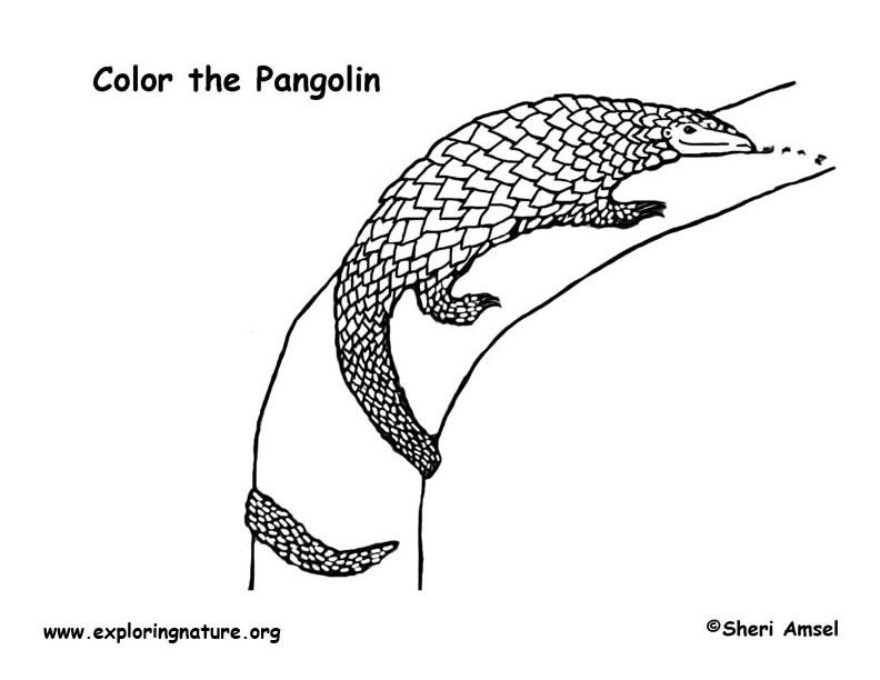 Pangolin coloring page