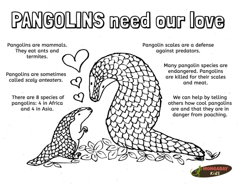 Color and learn pangolin â