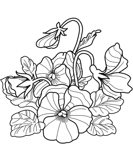 Pansy coloring pages free coloring pages