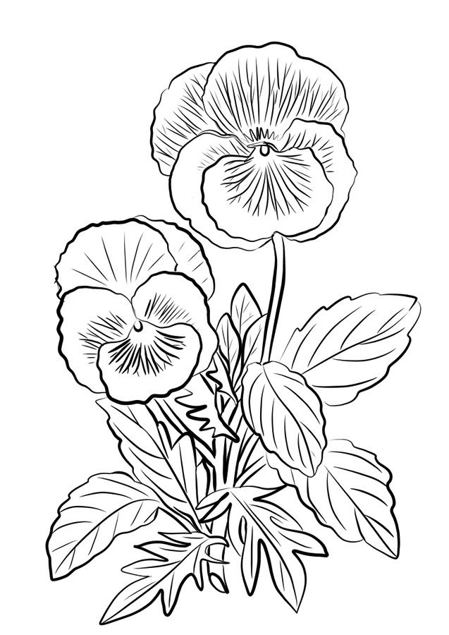 Pansy coloring pages