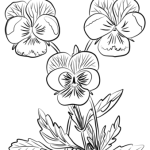 Pansy coloring pages printable for free download