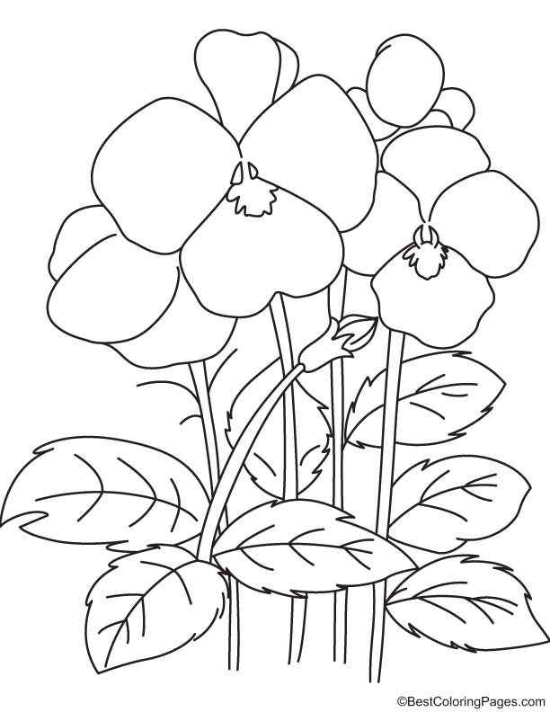 Pansy flowers coloring page download free pansy flowers coloring page for kids best coloring pages