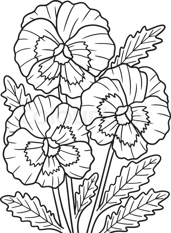 Pansy flower coloring page for adults stock vector