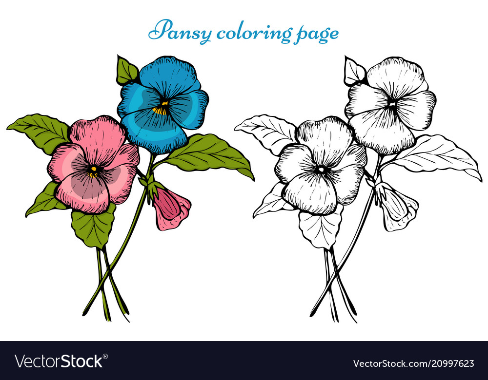 Pansy flower coloring page royalty free vector image