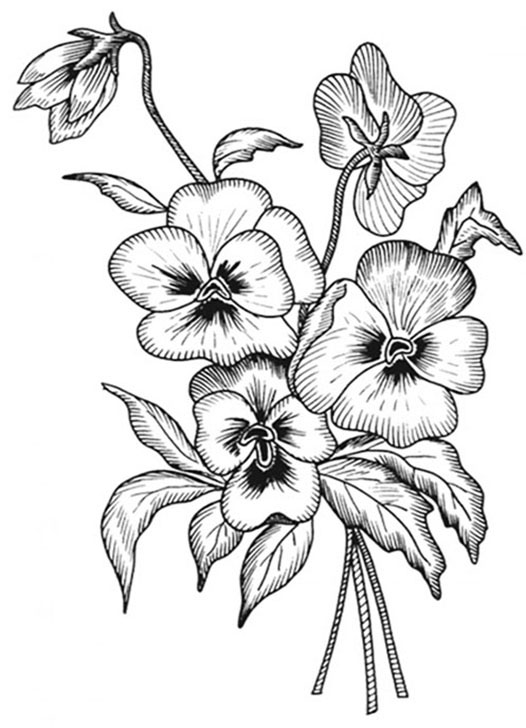 Pansy coloring pages