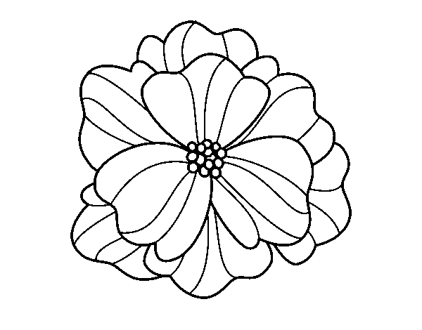 Pansy coloring page