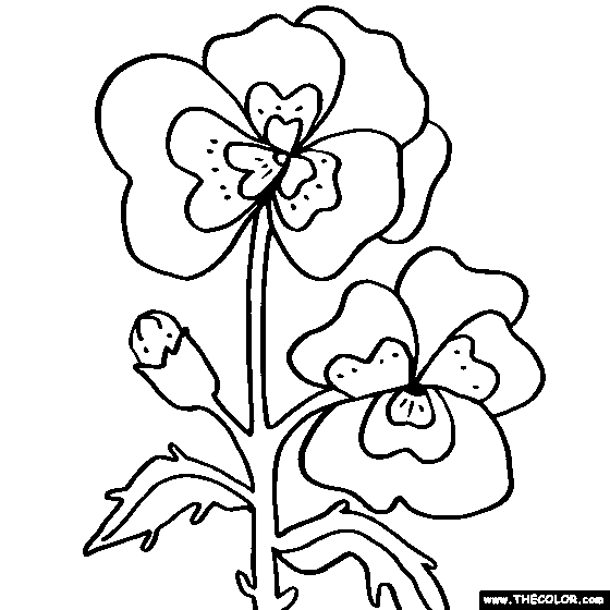 Pansy flower coloring page color pansies