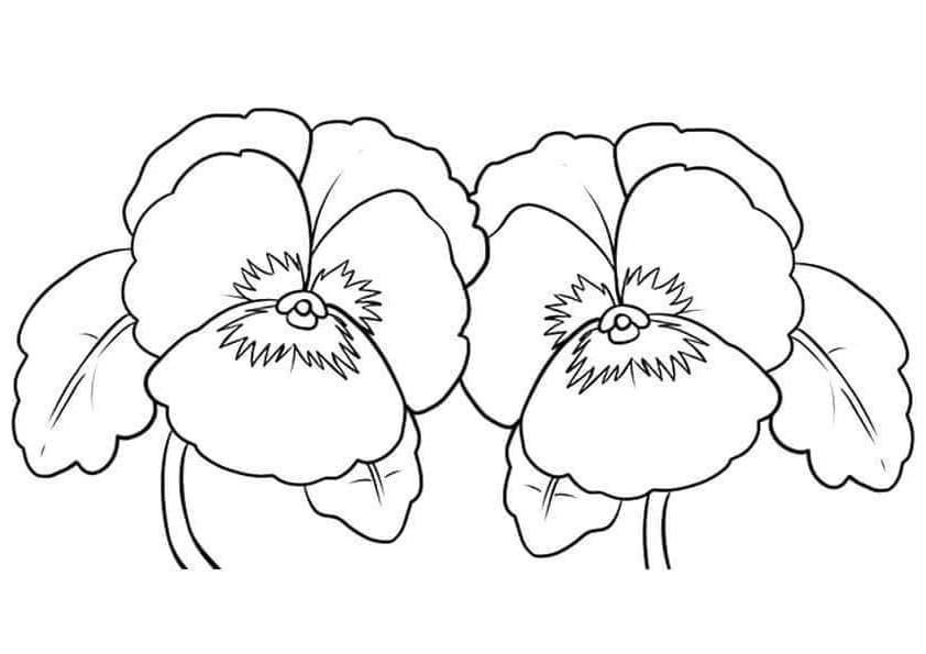 Pansy coloring pages