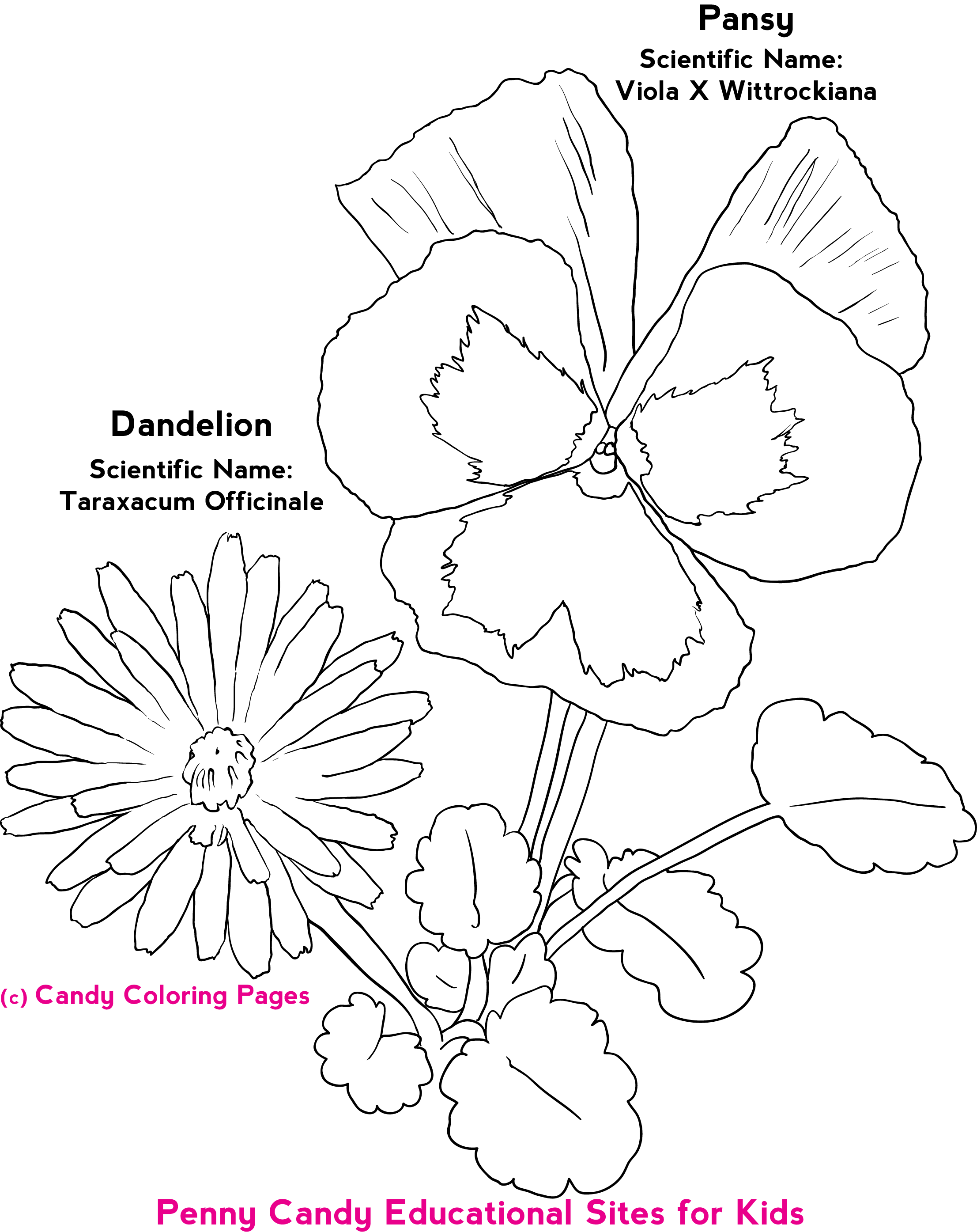 Free flower coloring pages penny candy coloring pages