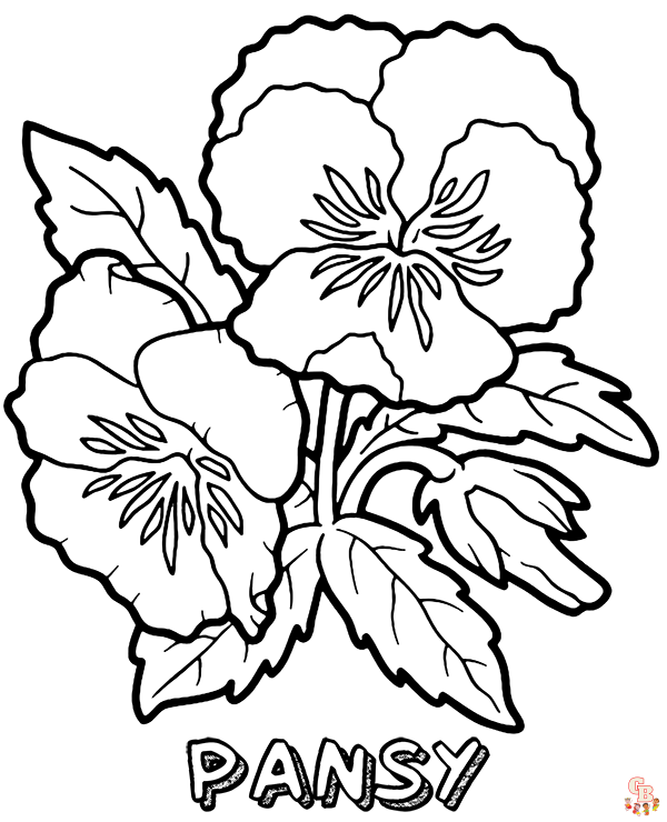 Pansy coloring pages printable free and easy to color