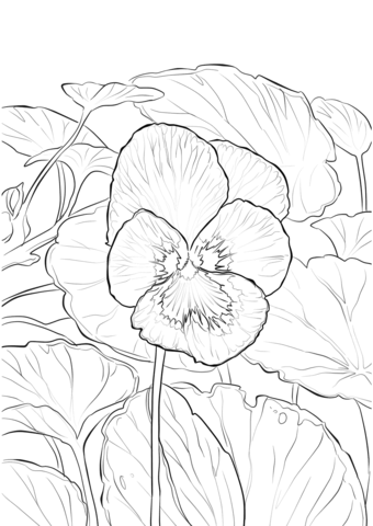 Pansy coloring pages printable for free download