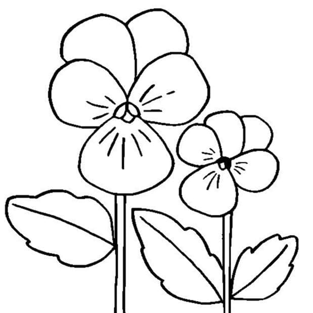 Beautiful pansy flower coloring page