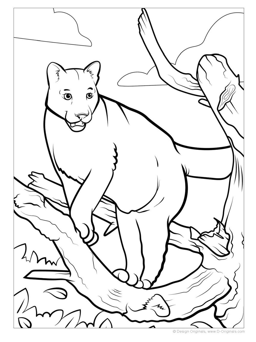 Rainforest coloring book kstr wildlife rescue