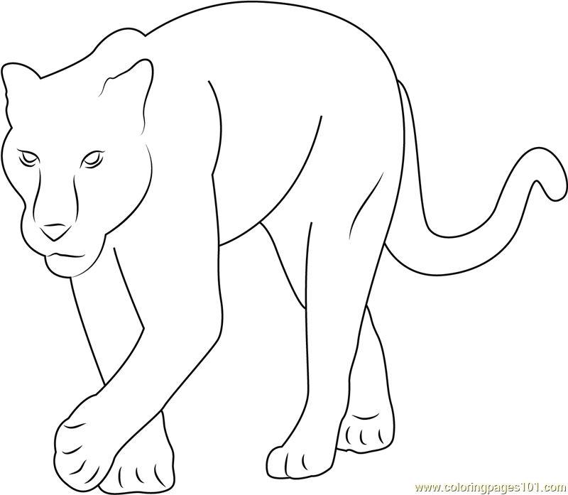 Baby panther coloring page for kids