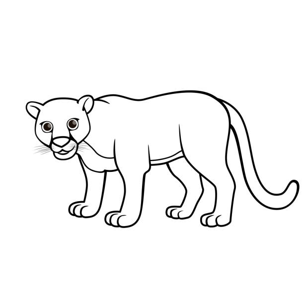 Vector illustration of puma isolated on white background for kids coloring book stock illustration