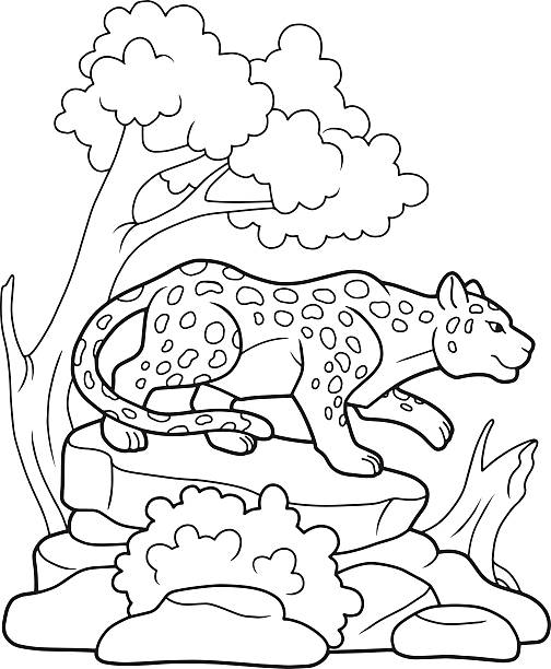 Panther coloring page stock illustrations royalty