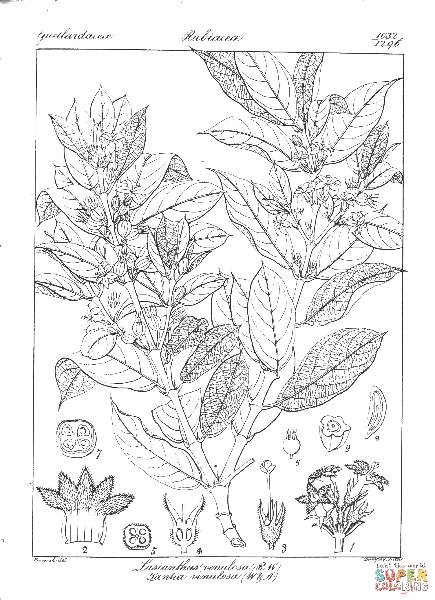 Lasianthus venulosa and pantia venulosa coloring page free printable coloring pages