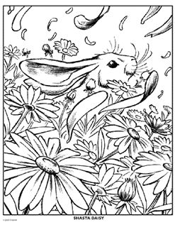 Summer free coloring pages