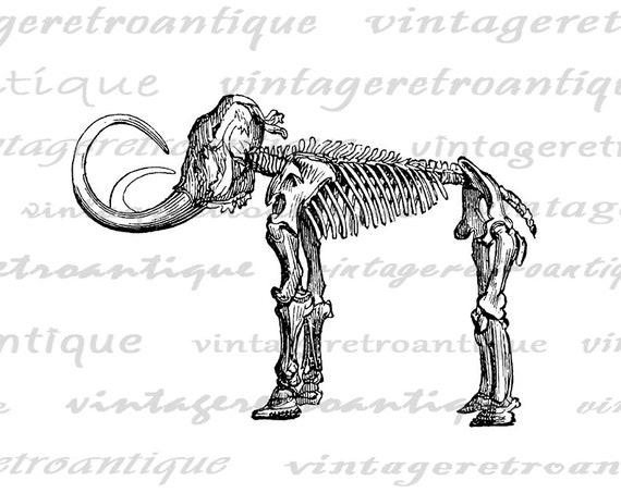Woolly mammoth skeleton digital graphic download elephant printable image prehistoric vintage clip art for transfers etc dpi no