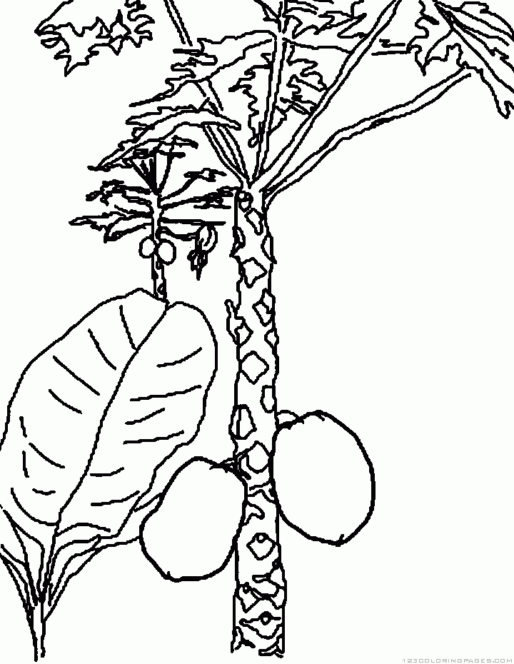 Coloring pages papaya plant coloring pages