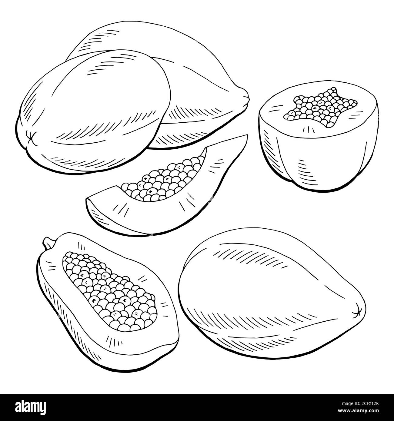 Papaya fruit graphic black white isolated sketch illustration vector stock vector image art