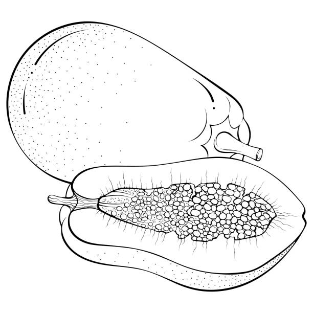Hand drawing illustration of papaya fresh fruit sketch background stock illustrations royalty