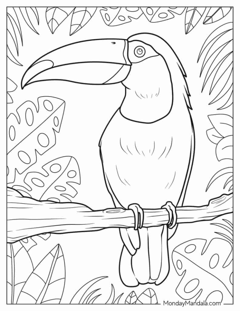 Parrot coloring pages free pdf printables