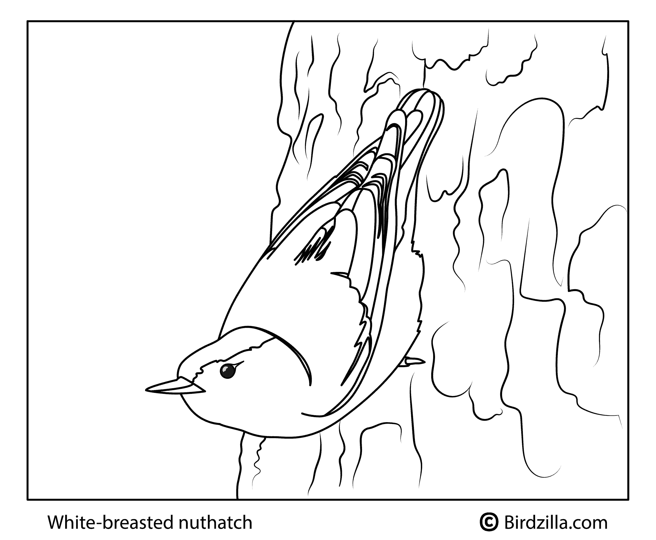 Bird coloring pages