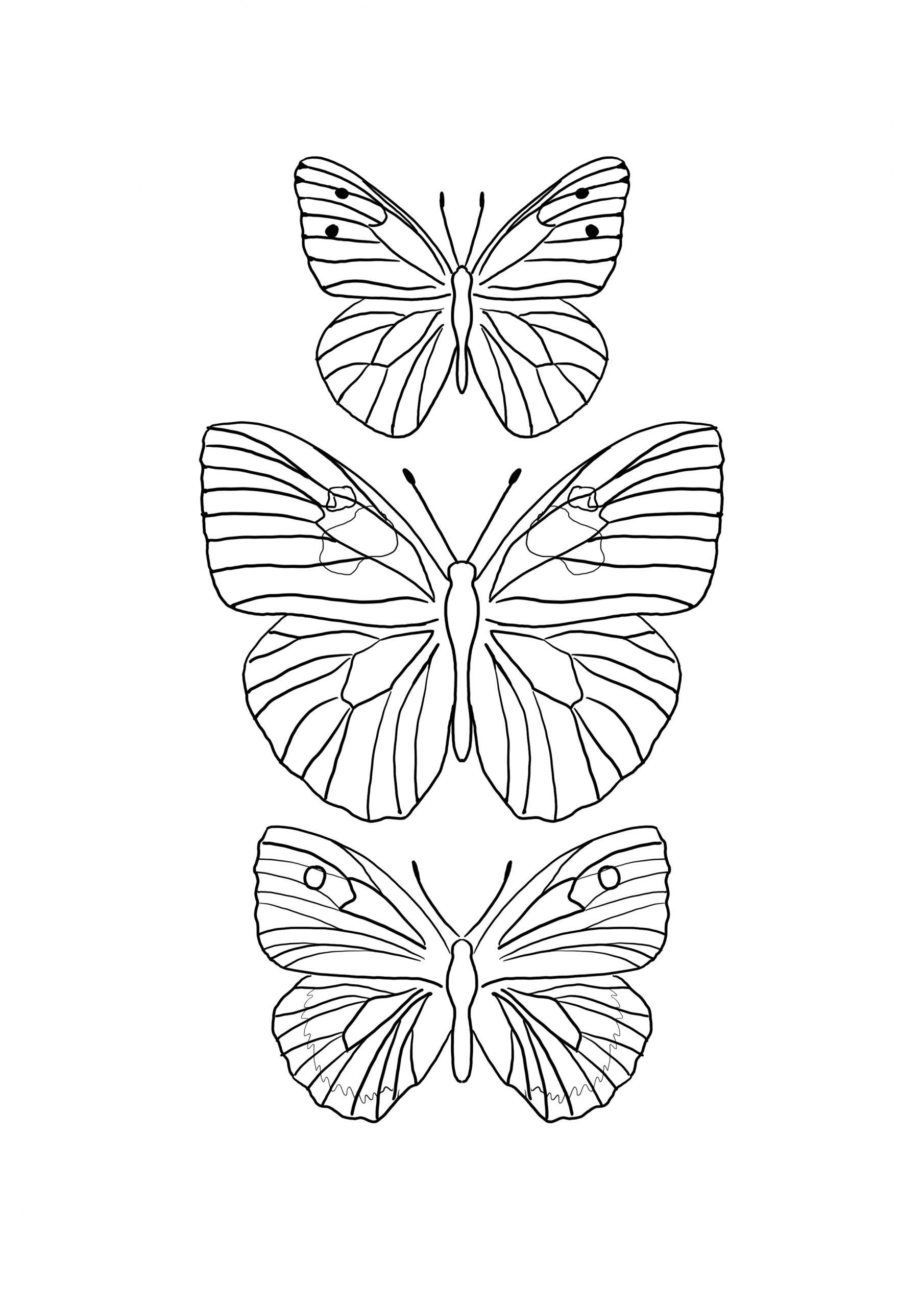 Butterfly illustration and basic techniques kit â art philosophy