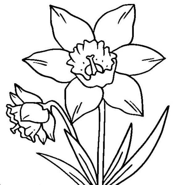 Daffodil coloring pages