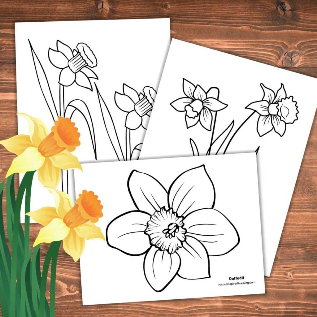 Realistic daffodil coloring pages