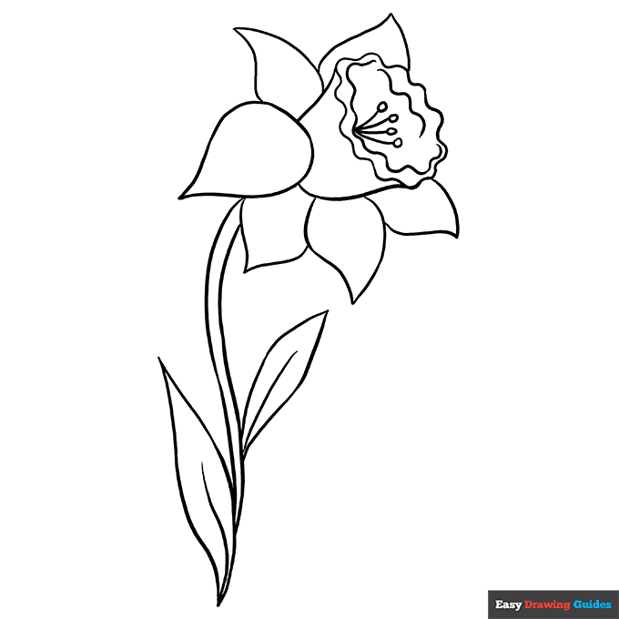 Daffodil coloring page easy drawing guides