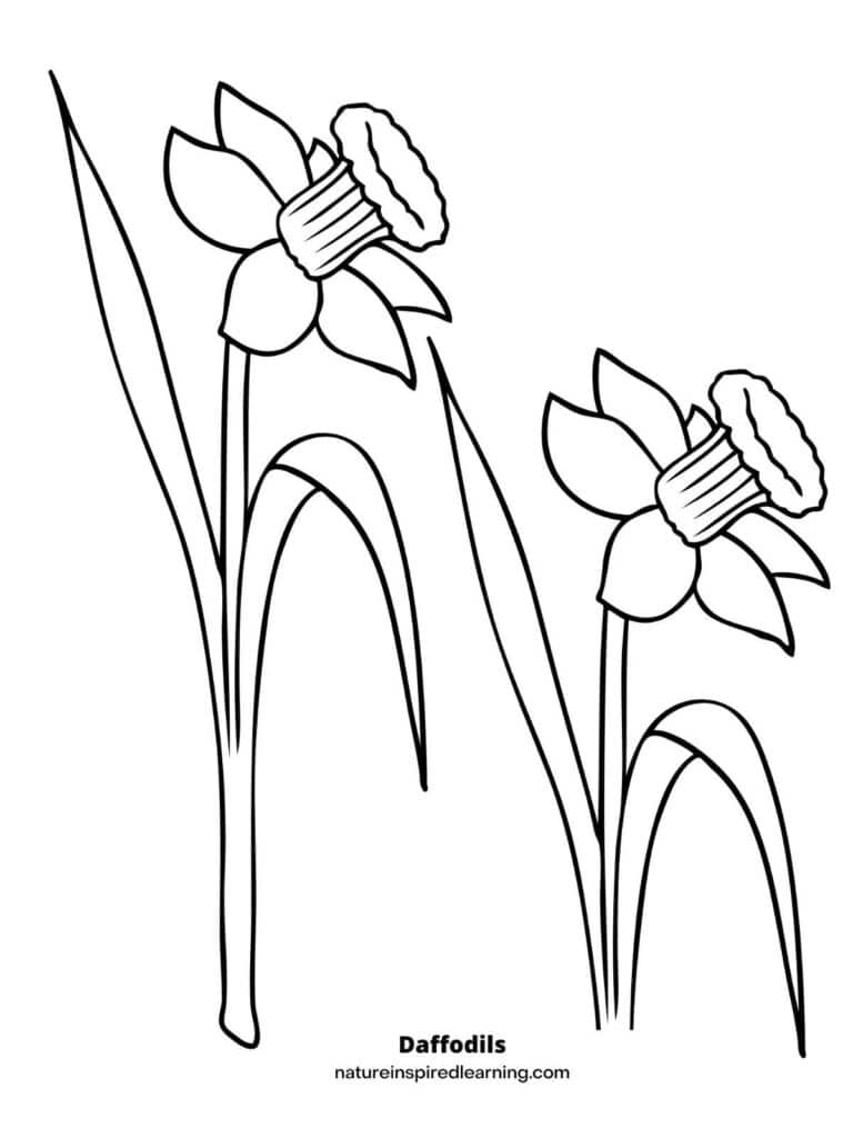 Realistic daffodil coloring pages