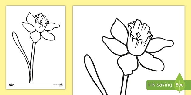 Daffodil colouring sheet