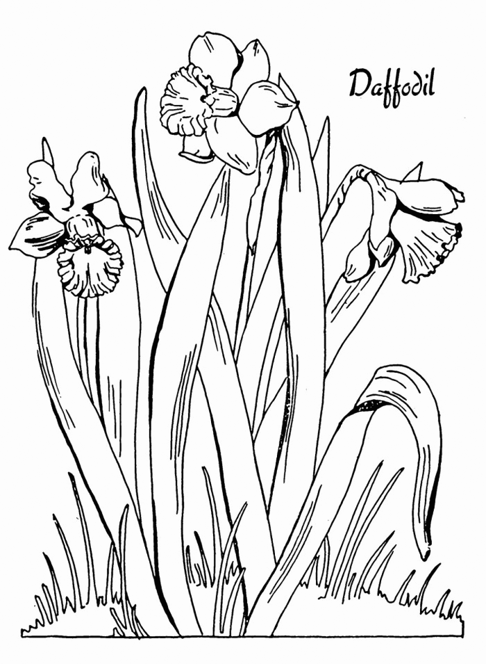 Daffodil coloring pages