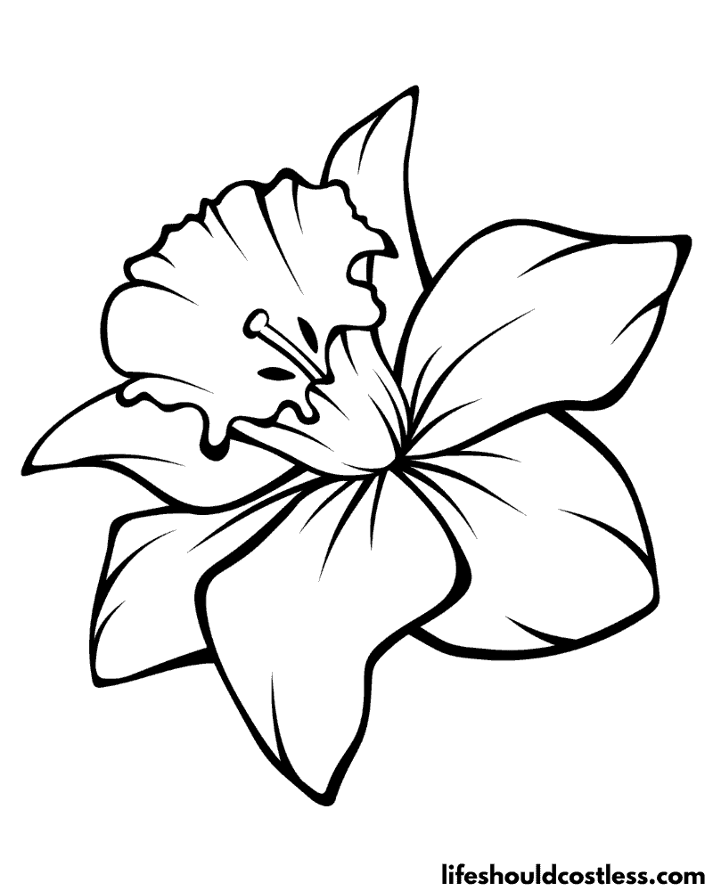 Daffodil coloring pages free printable pdf templates