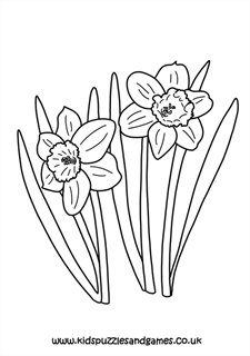Daffodil louring