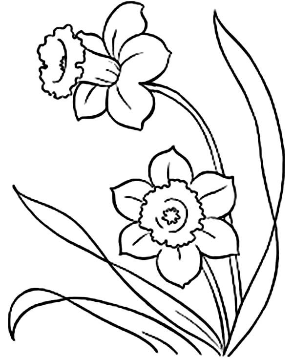 Daffodil coloring pages