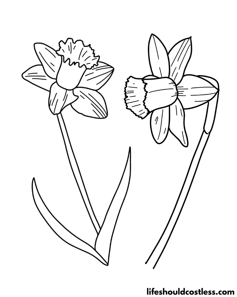 Daffodil coloring pages free printable pdf templates