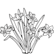 Daffodil coloring pages free coloring pages