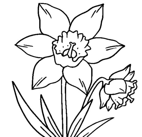 Printable daffodil flower coloring page flower coloring pages online coloring pages coloring pages