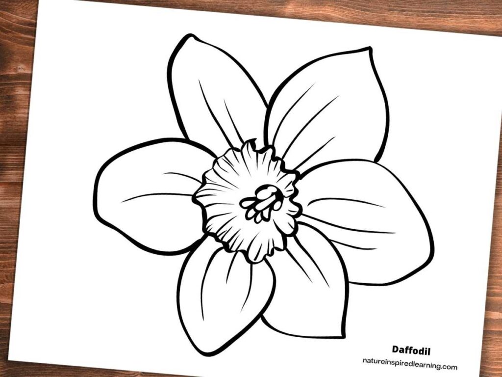 Realistic daffodil coloring pages