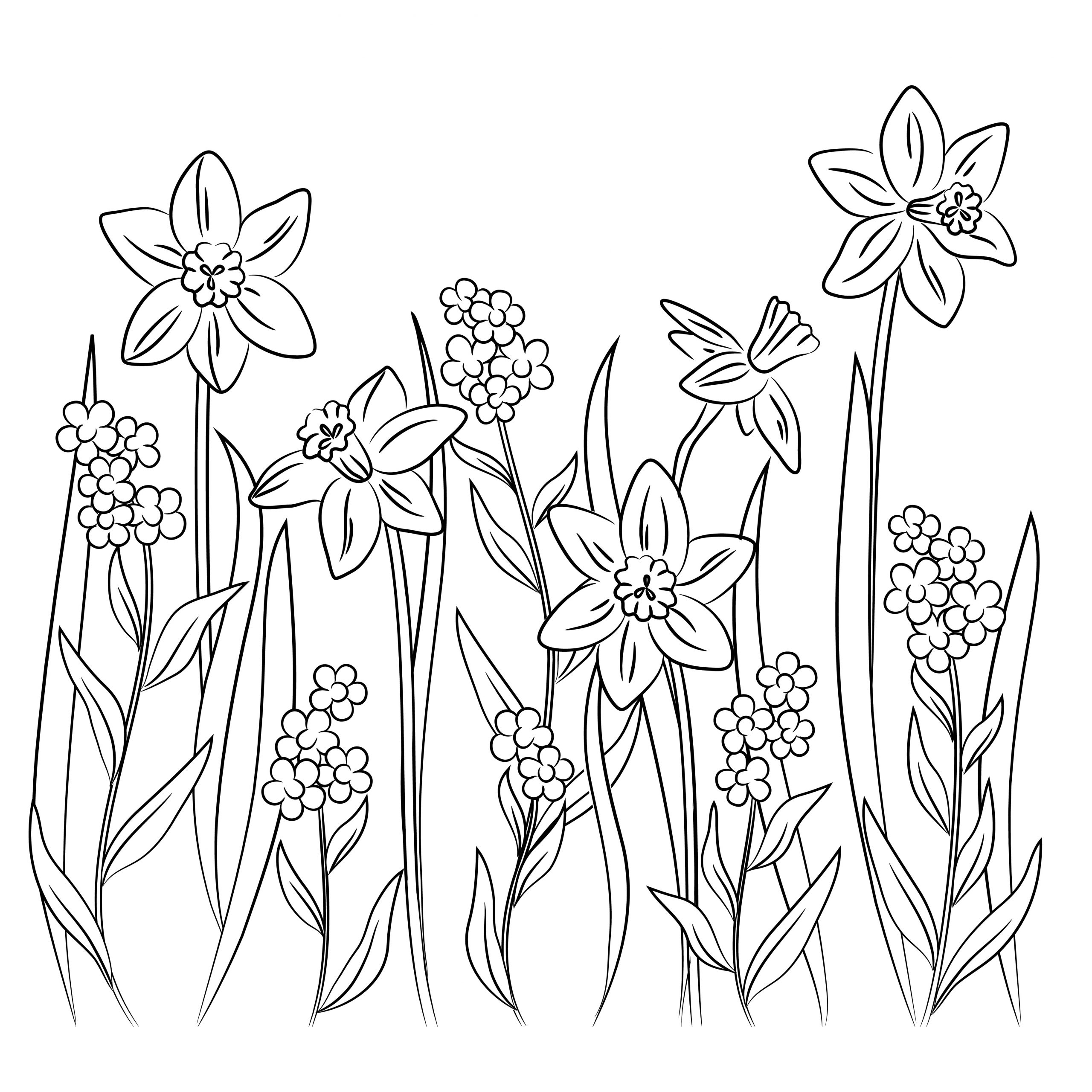 Daffodils coloring sheet