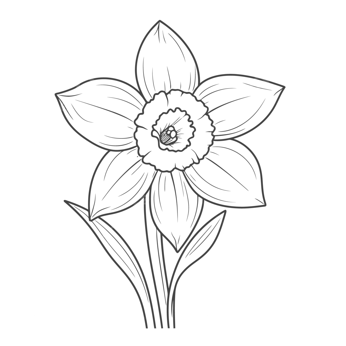 Daffodil coloring page in black and white outline sketch drawing vector wing drawing ring drawing daffodil drawing png and vector with transparent background for free download