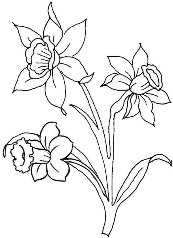 Beautiful daffodil coloring pages pdf