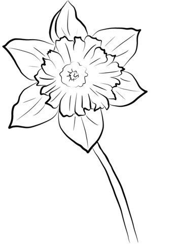 Yellow daffodil coloring page free printable coloring pages